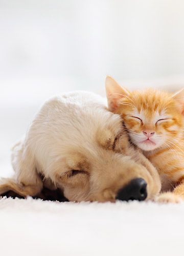 dieren-2